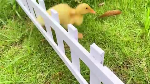 Monkey Baby Bon Bon harvest fruit in the garden and eat with puppy and duckling