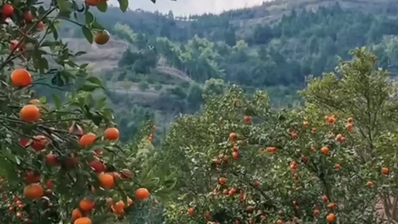 Goat living the life 😊😊👍