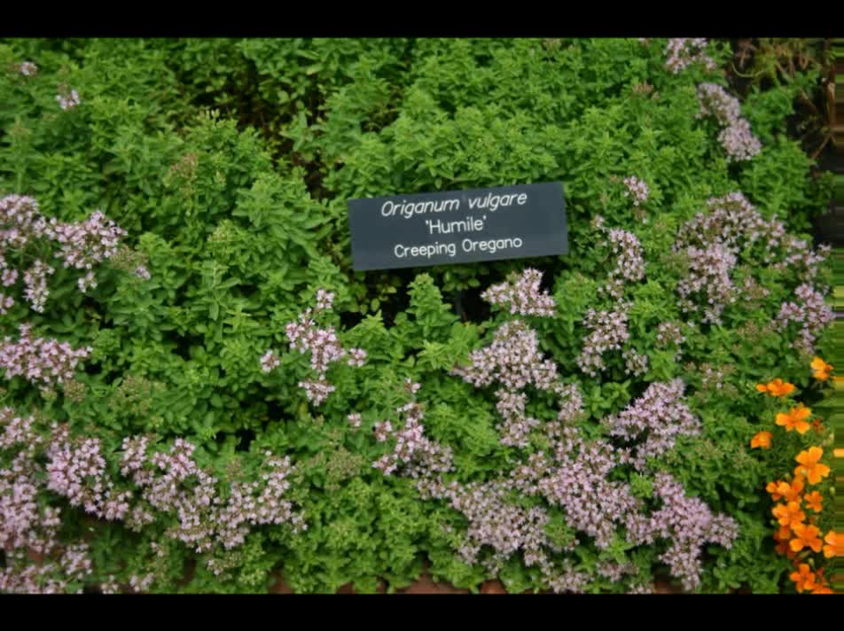 Orégano ( Origanum vulgare ) serve para combater fungos e bactérias