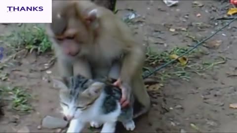 Watch & Enjoy with Funny Animals ll Part-24