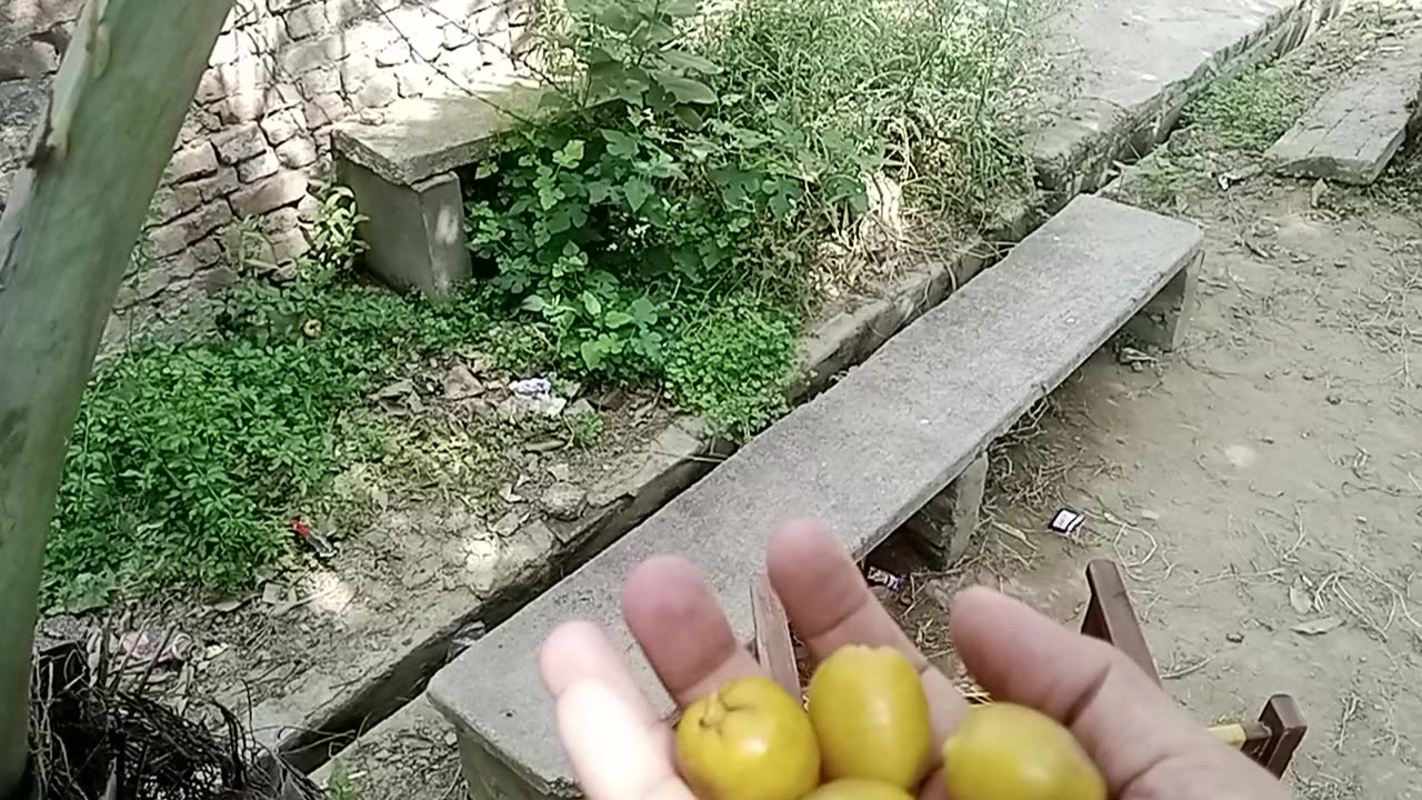 AJWA Date Experiment in Punjab, Pakistan. amazing