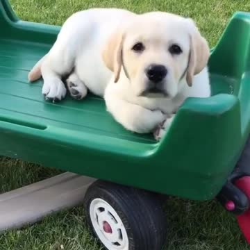 Cute baby animals Videos Compilation cutest moment of the animals - 🐶 Cutest Puppies #14