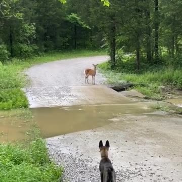 friendship in the forest