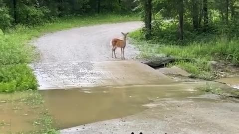 friendship in the forest