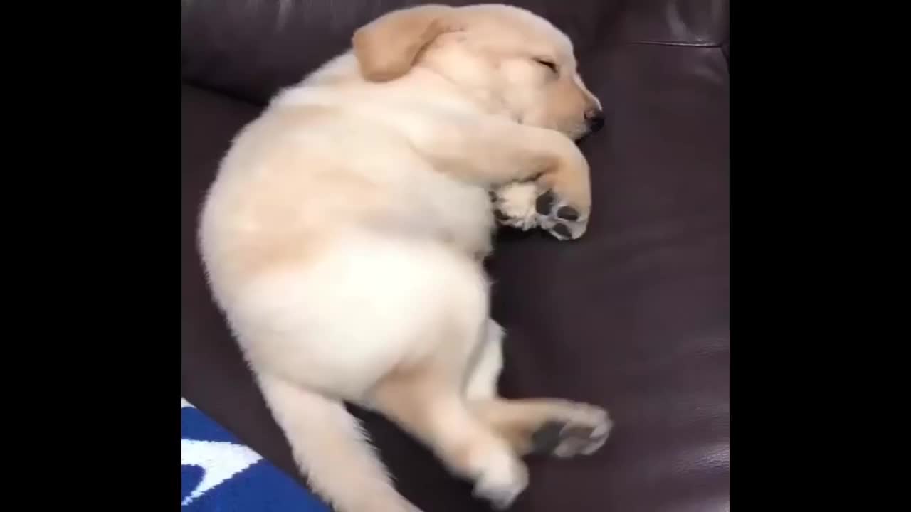 Funniest & Cutest Golden Retriever Puppies #27 - Funny Puppy Videos 2022