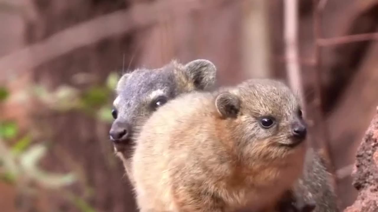 THE ROCK HYRAXES ~FUN FACT~THEY ARE ACTUALLY RELATED TO ELEPHANTS & MANATEES