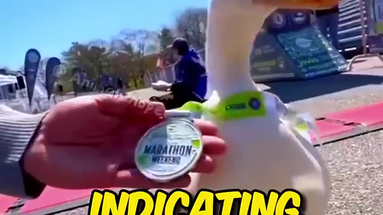 This duck got famous after running the Marathon ❤️