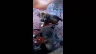 4 brothers cute dog