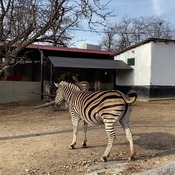 Have you seen the zebra pee?