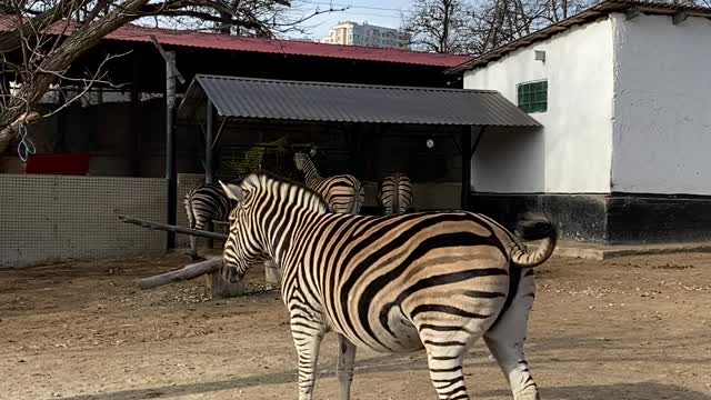 Have you seen the zebra pee?
