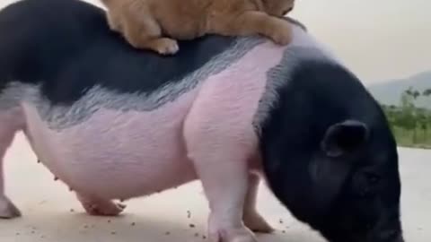 Watch very cute dog playing with pig.