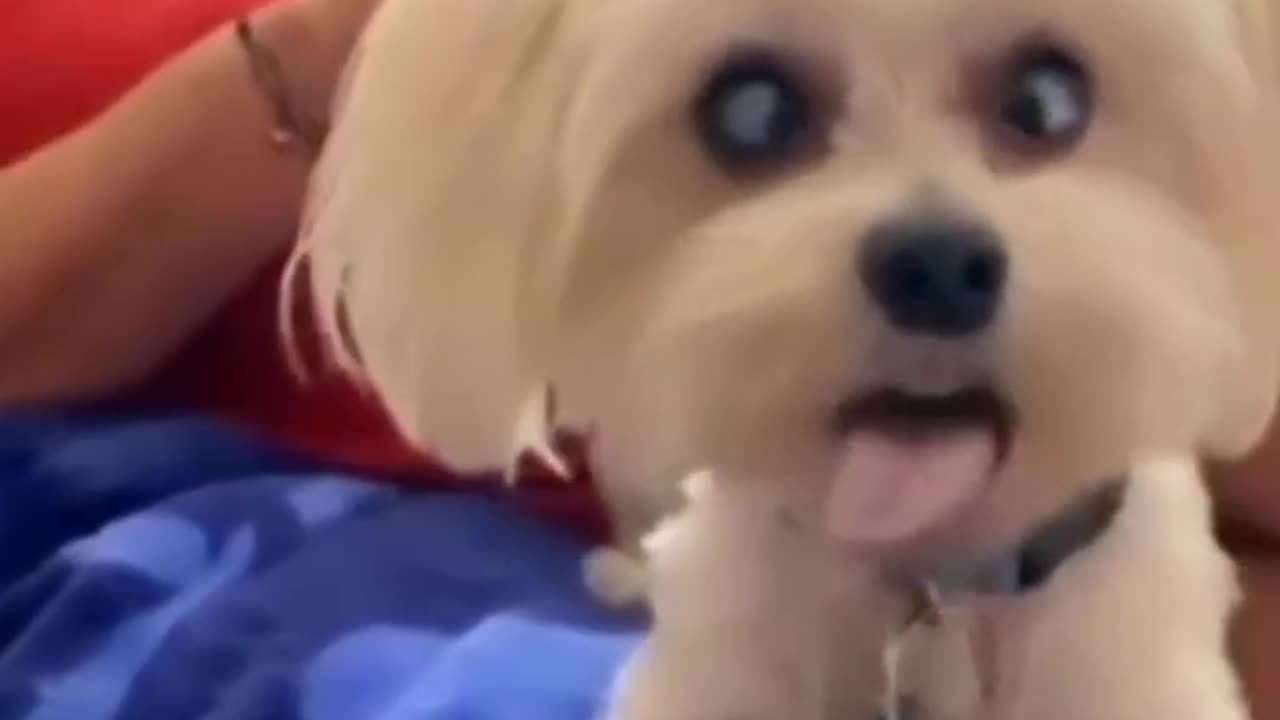 Dogs funny video