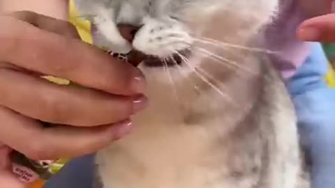 How to brush a cat's teeth🦷