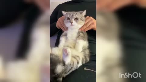 Cute cat, when you massage a cat