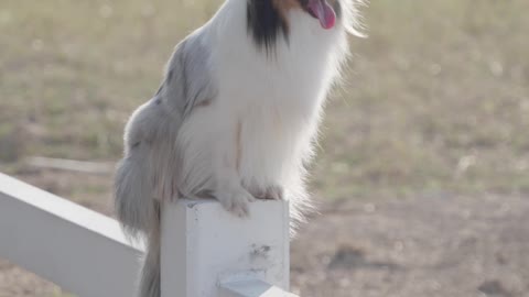 Lovely dogs, white dogs