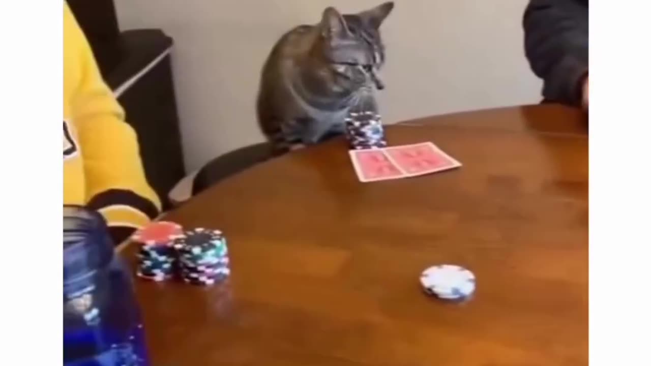 Funny and Cute Cats Videos #245