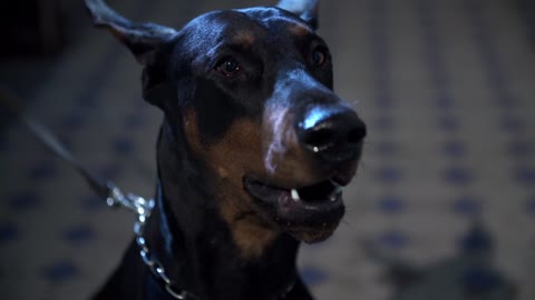 Dog doberman herror