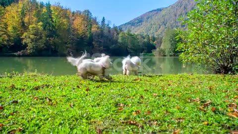 This video is very scary to watch, the puppies are running around