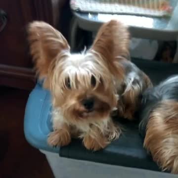 Emit is so... Convincing! A talking Yorkie with a BIG attitude! Funny!