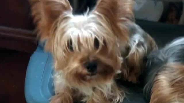 Emit is so... Convincing! A talking Yorkie with a BIG attitude! Funny!