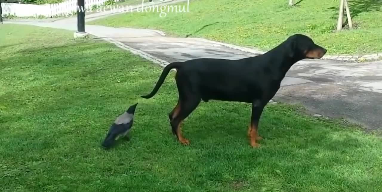 Funny crow and angry dog