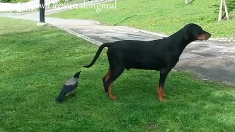 Funny crow and angry dog