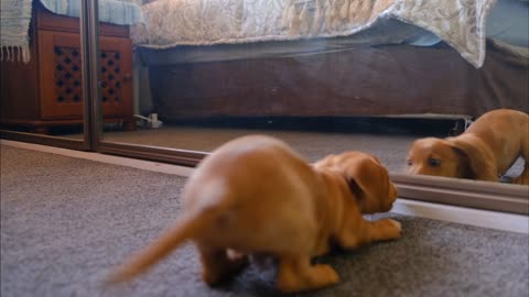 A dog fights with the reflection in the mirror