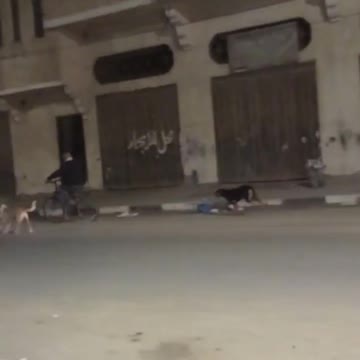 The best bodyguard is the dog