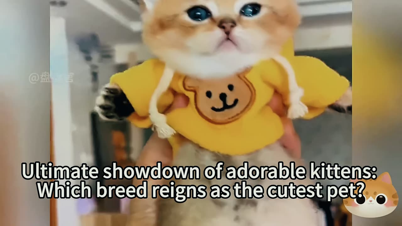 Kitten pet show: showcasing moments beyond cuteness.