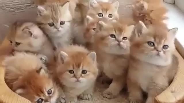 So Cute Kittens Videos - Cutest Baby Cat