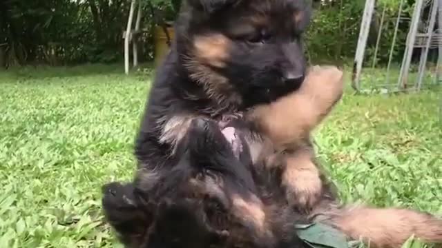 Little dogs laugh and play together