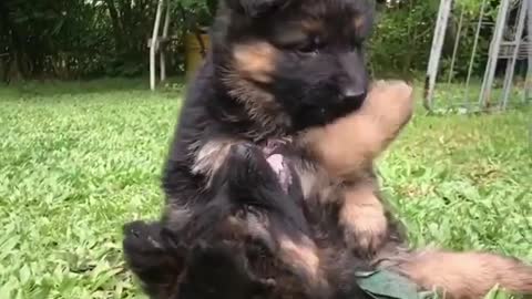 Little dogs laugh and play together