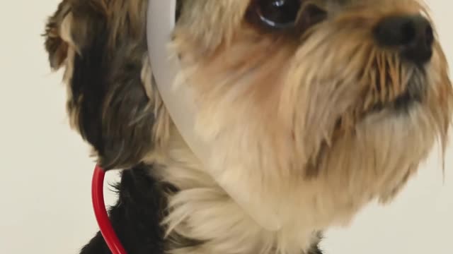 Dog Wearing A Nurse Costume Funny video