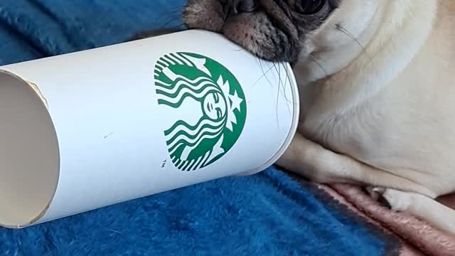 [dog and cat]A kid who notices while biting a cup