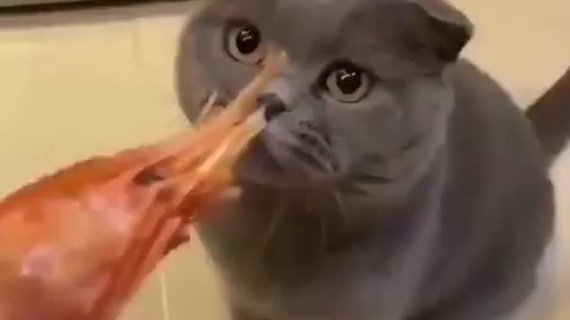 CAT DON'T LIKE THE SMELL OF SHRIMP