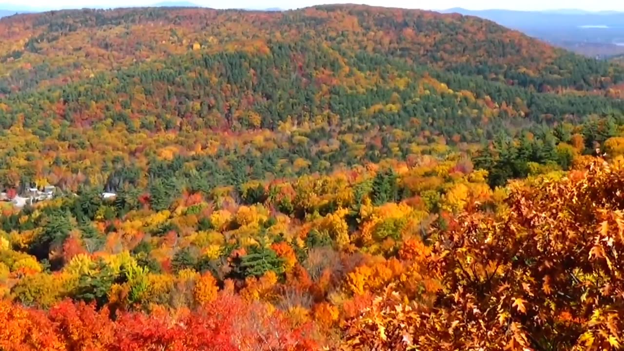 Fall Foliage