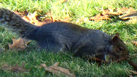 Gray Squirrel