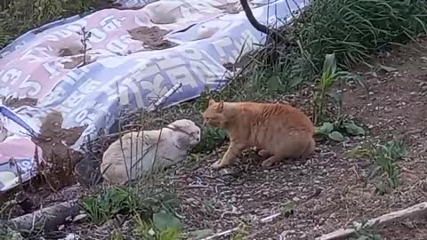 A cat with both ears cut off and a sad friend.