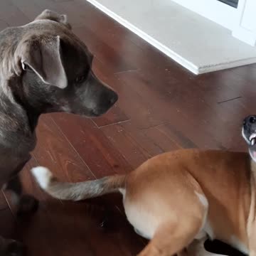 Play rest Play rest with Tucker Carlson