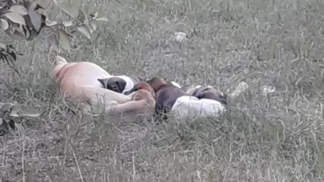 Baby Dogs With Mother in Back Yard