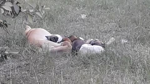 Baby Dogs With Mother in Back Yard