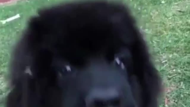 Stupid puppy ate a dandelion