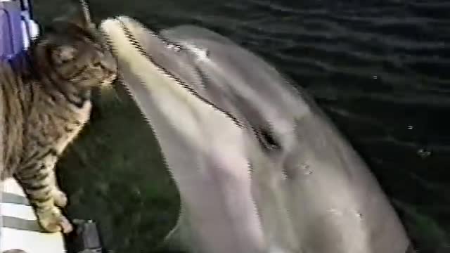 Super Cute Dolphin And Cat Playing!