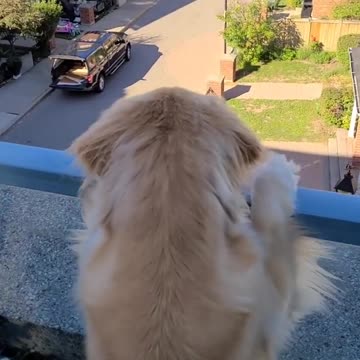 Golden retriever watches from balcony as owner goes for ride without him