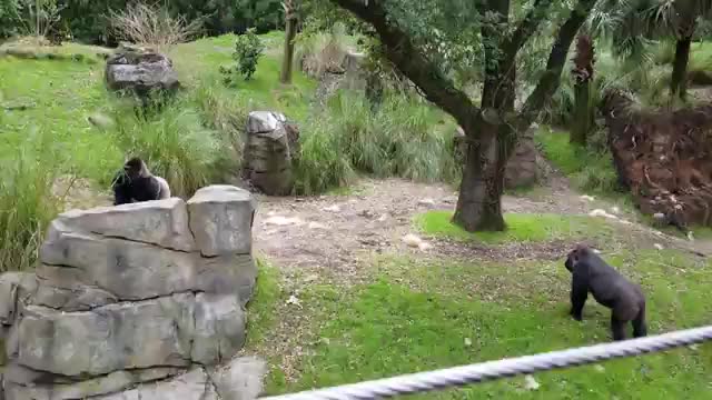 Gorilla hug video very interest