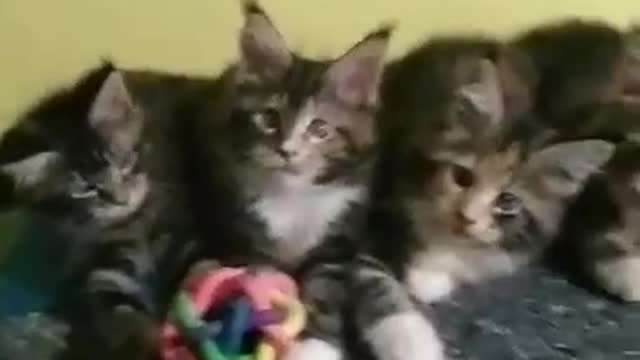 Our lovely mainecoons