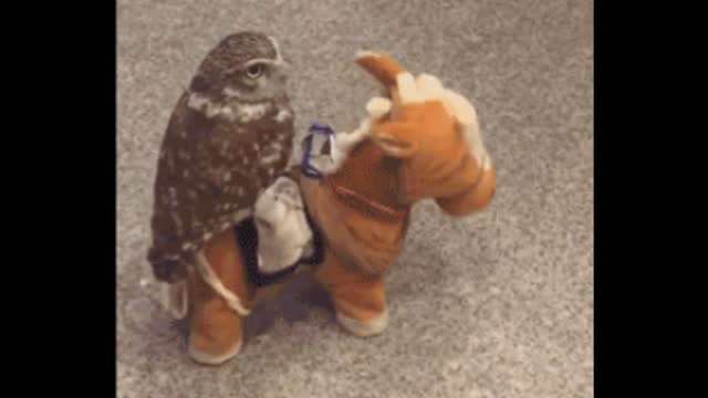 Gif video of owl riding