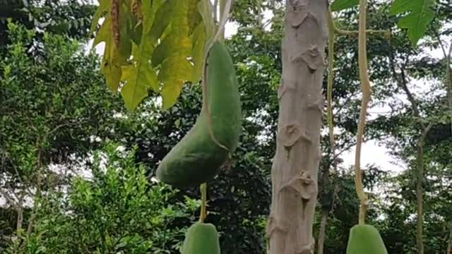 Male Papaya