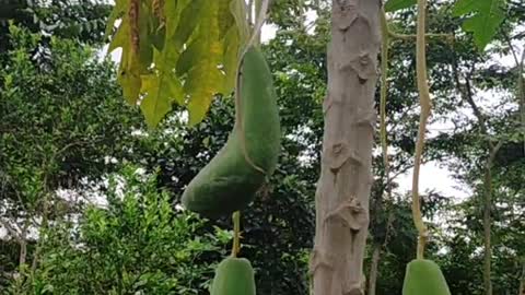 Male Papaya