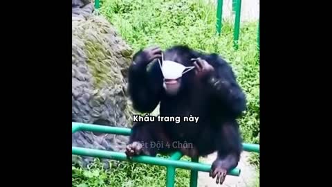 The monkey tries to wear a mask (Funny Monkey)